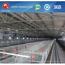 Broiler Chicken, Chicken Use and Farming Equipment Type Poultry Farming Equipment